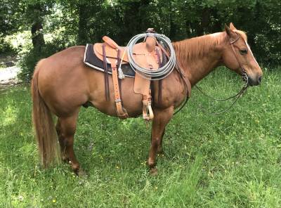 Hongre quarter horse 