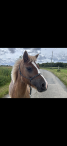 Merrie Welsh Partbred Te koop 2022 Vos