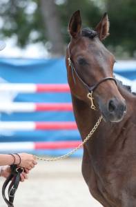Merrie Franse rijpony PFS Te koop 2023 Donker bruin / bai