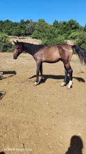 Colt Zangersheide For sale 2025 Dark Bay