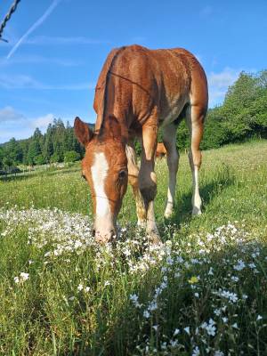 Jolie pouliche fm à vendre 