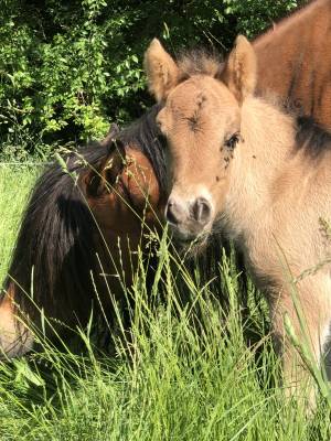 Colt Origin Recorded For sale 2026 Dun