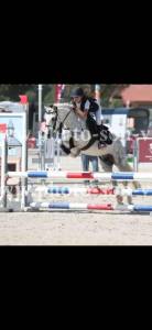 Merrie Ras onbekend Te koop 2016 Wit