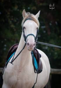 Mare PRE Pure Spanish Bred For sale 2021 Buckskin
