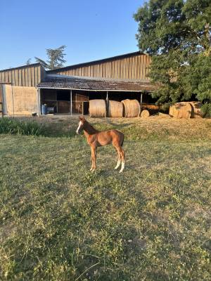 Filly origin recorded for sale 2026 chesnut