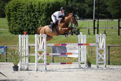 Mare selle français for sale 2019 liver chestnut