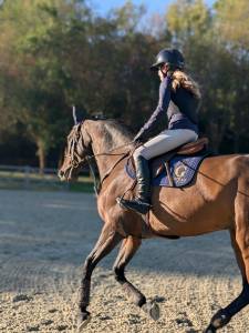 Yegua silla francés en venta 2017 bayo por iowa
