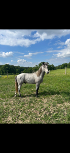 Entire Connemara For sale 2024 Grey