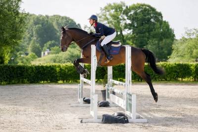 à vendre cheval de 6 ans 