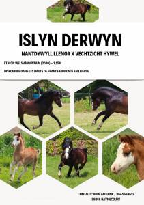 Colt Origin Recorded For sale 2026 Chesnut