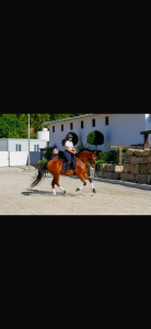 Caballo hispano&aacute;rabe 