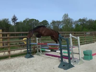 Gelding selle français for sale 2022 bay