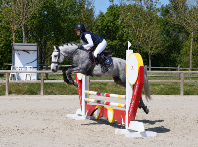 Castrone pfs pony francese da sella in vendita 2022 grigio