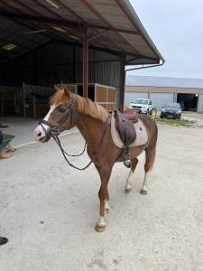 Ruin Franse rijpony PFS Te leen 2015 Vos