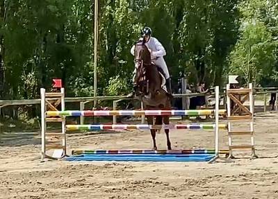 Gelding hanoverian for sale 2021 dark bay