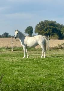Mare Connemara For sale 2008 Grey