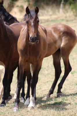 Poulain pure race espagnol pp