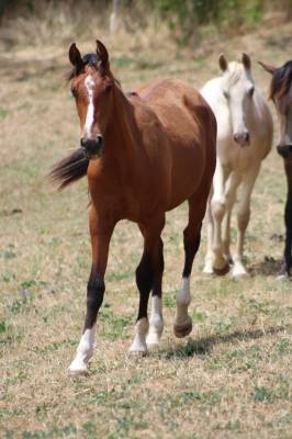 Poulain pure race espagnol pp