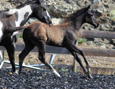 Potro paint horse en venta 2026 negro