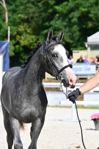 Hengst Franse rijpony PFS Te koop 2025 Schimmel