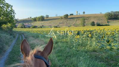 Proprietà equestre in vendita tarn