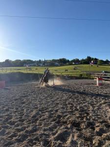 Pension complète chevaux – ld buddy ranch