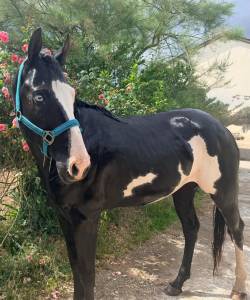 Lewis wonder olena  : lewis wonder olena – étalon paint horse plein papiers