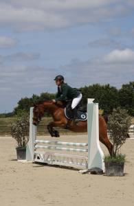 Mare French Saddle Pony For sale 2018 Bay