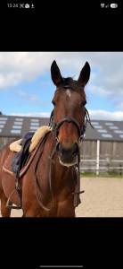 Cheval passion petit budget