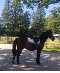 Ruin Ras onbekend Te koop 2018 Bruin / Bai