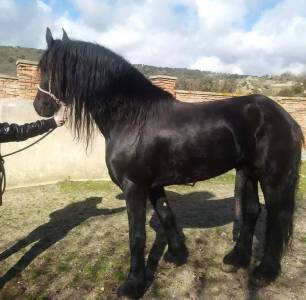 à vendre – magnifique étalon frison de 17 ans