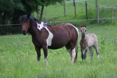 Ruin Andere pony rassen Te koop 2024 Muisgrijs