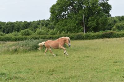 Jument haflinger pp confirmée