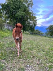 Poneys falabella crois&eacute; shetland &agrave; vendre 