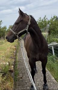 Hongre pur-sang 5ans