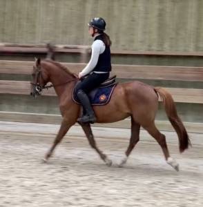 Gelding French Saddle Pony For sale 2022 Chesnut