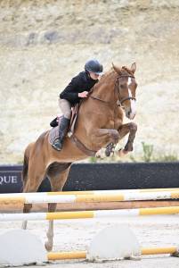 Gelding selle français for sale 2021 chesnut