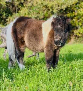 Veulen (ml) Shetland Te koop 2025 Donker bruin / bai