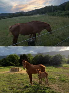 Cavalla pre andaluso in vendita 2019 sauro
