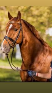 Se vende caballo Hannoveriano schoolmaster 16 a&ntilde;os 