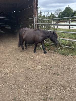 Merrie Shetland Te koop 2007 Zwart