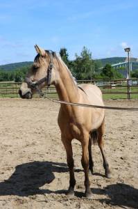 Hengst Franse rijpony PFS Te koop 2025 Isabel ,  Harizona Jour de Nuit