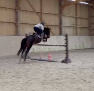 Mare French Saddle Pony For sale 2021 Dark Bay