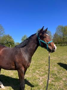 Poulain de 2 ans à vendre 