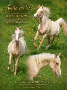Tr&egrave;s belle pouliche palomino arabe