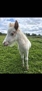 Mini shetland 