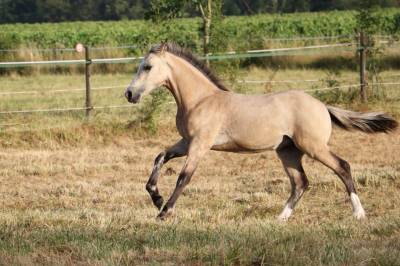 Filly Welsh Pony (Section D), Welsh Cob For sale 2026 Buckskin