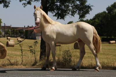 Entire Welsh Pony (Section D), Welsh Cob For sale 2025 Perlino