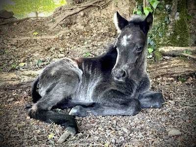Colt Dartmoor For sale 2026 Grey
