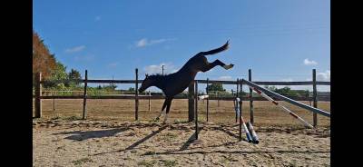 Caballo castrado silla francés en venta 2022 bayo moreno por armani v overis z
